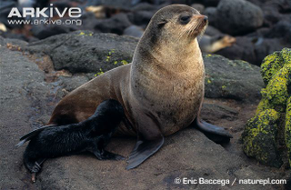 Illustration for article titled Pinnipednesday - Arctocephalus tropicalis Edition